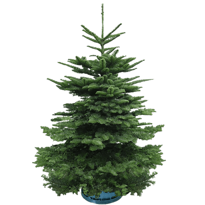 [Pre-Order] Real Christmas Tree (6/6.5 Ft.) - Premium Grade Noble Fir