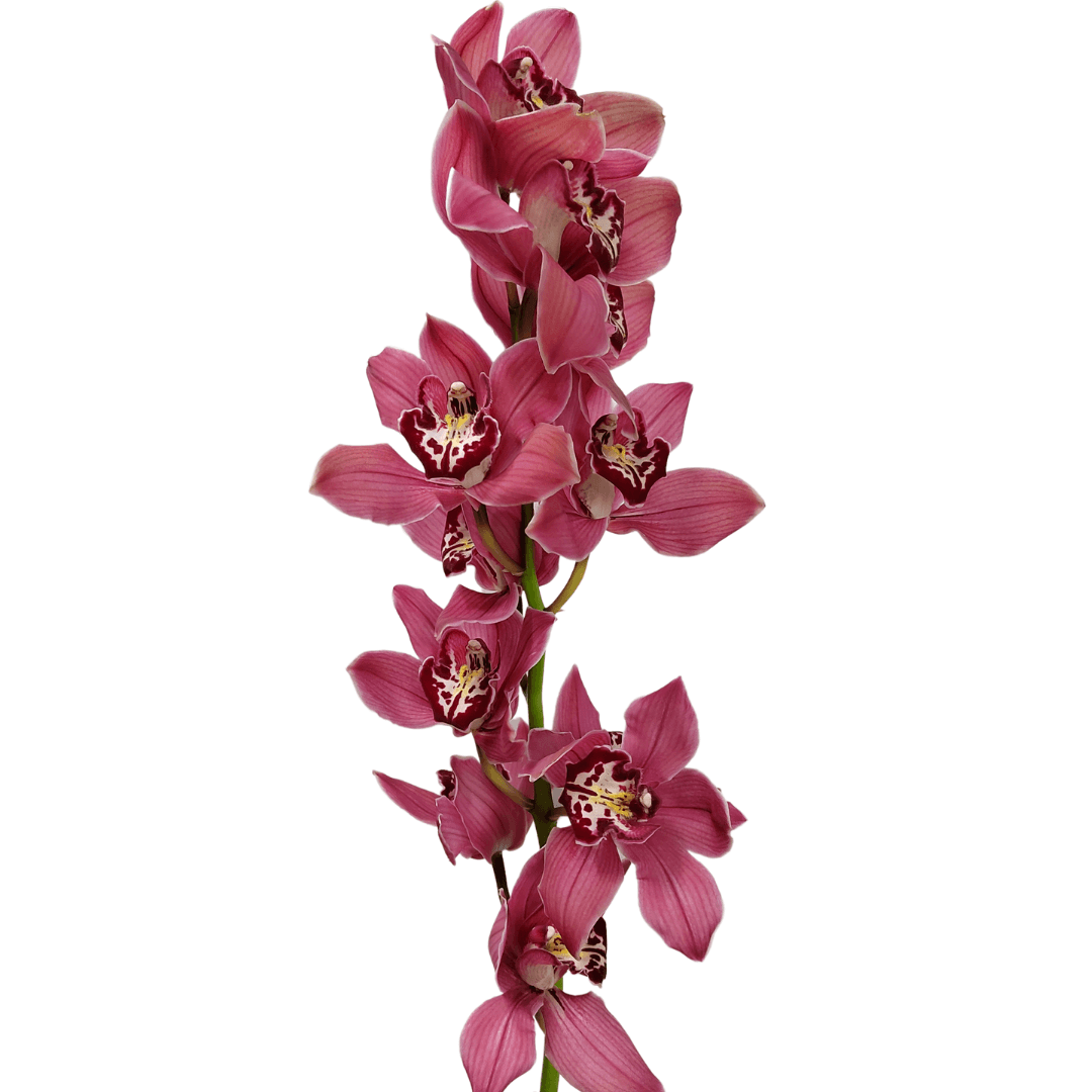 Cymbidium - Ferrari Red