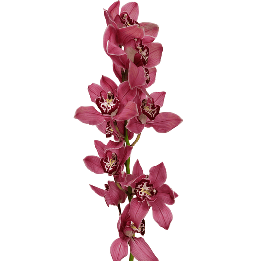 Cymbidium - Pink