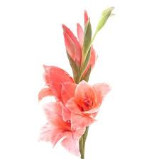 Gladiolus  - Mix