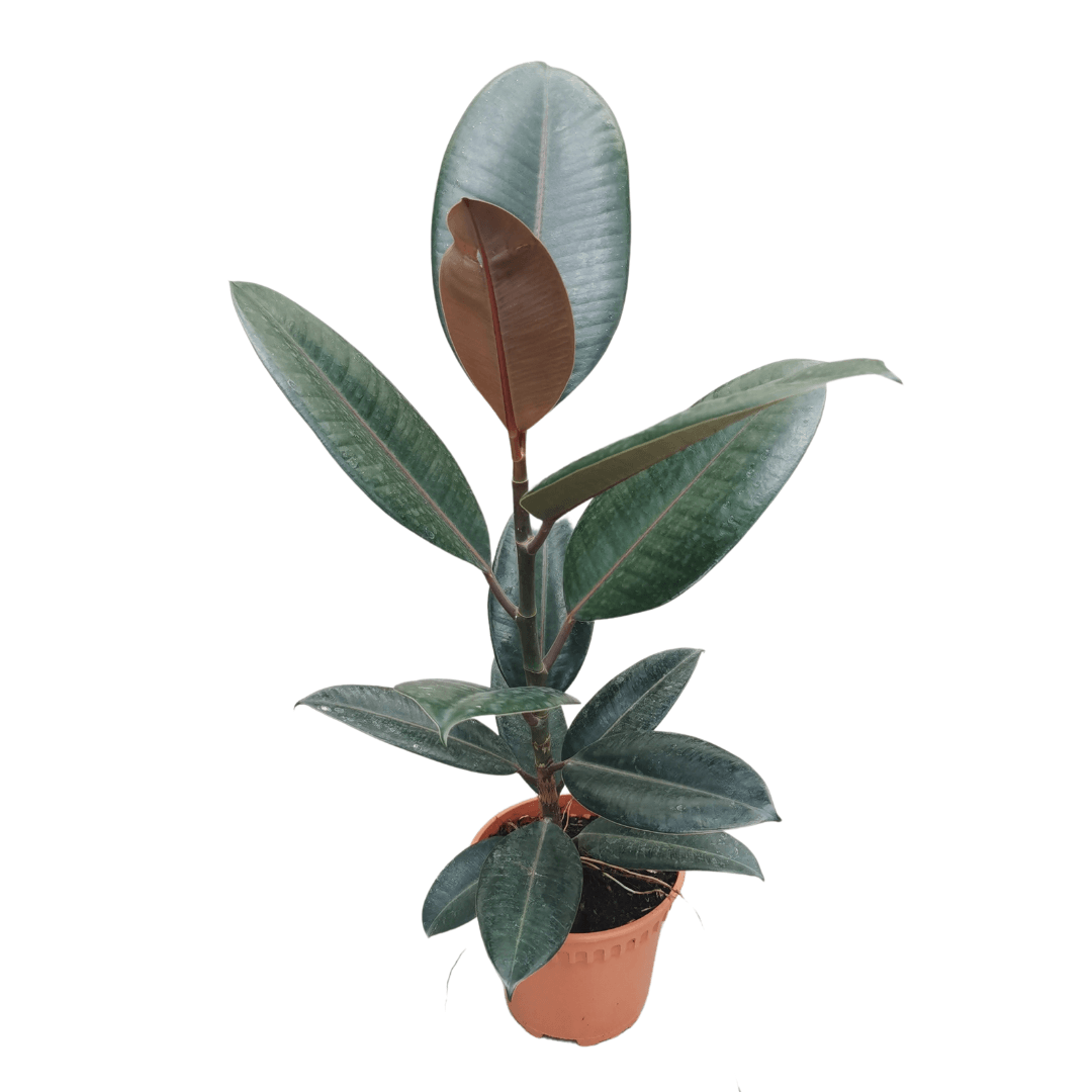 Pot Ficus Elastica P120