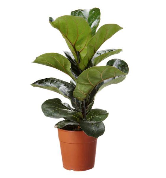 Pot Ficus Lyrata P150 - Green