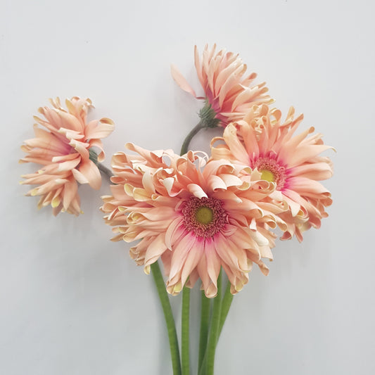 Gerbera Pasta Rosata - Peach (5 Stems)