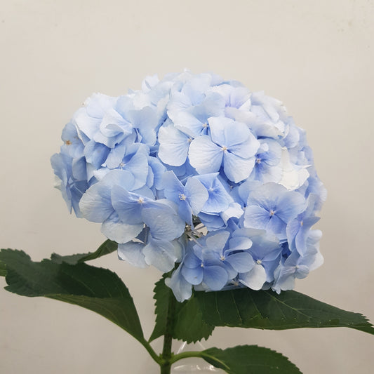 Hydrangea Verena Blue - Blue