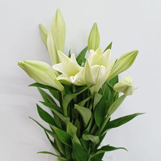 Lilium Madonna- White