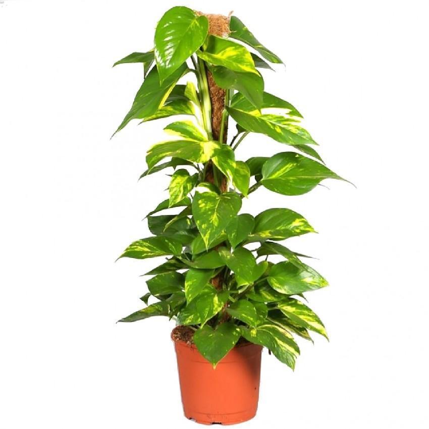 Pot Money Plant 5Ft  - 2 Tone Green