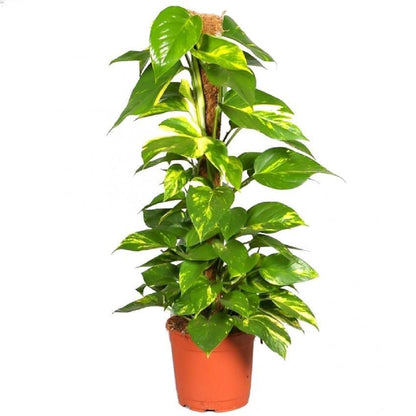 Pot Money Plant 1M P240  - 2 Tone Green