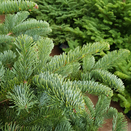 [Pre-Order] Real Christmas Tree (6/6.5 Ft.) - Premium Grade Noble Fir