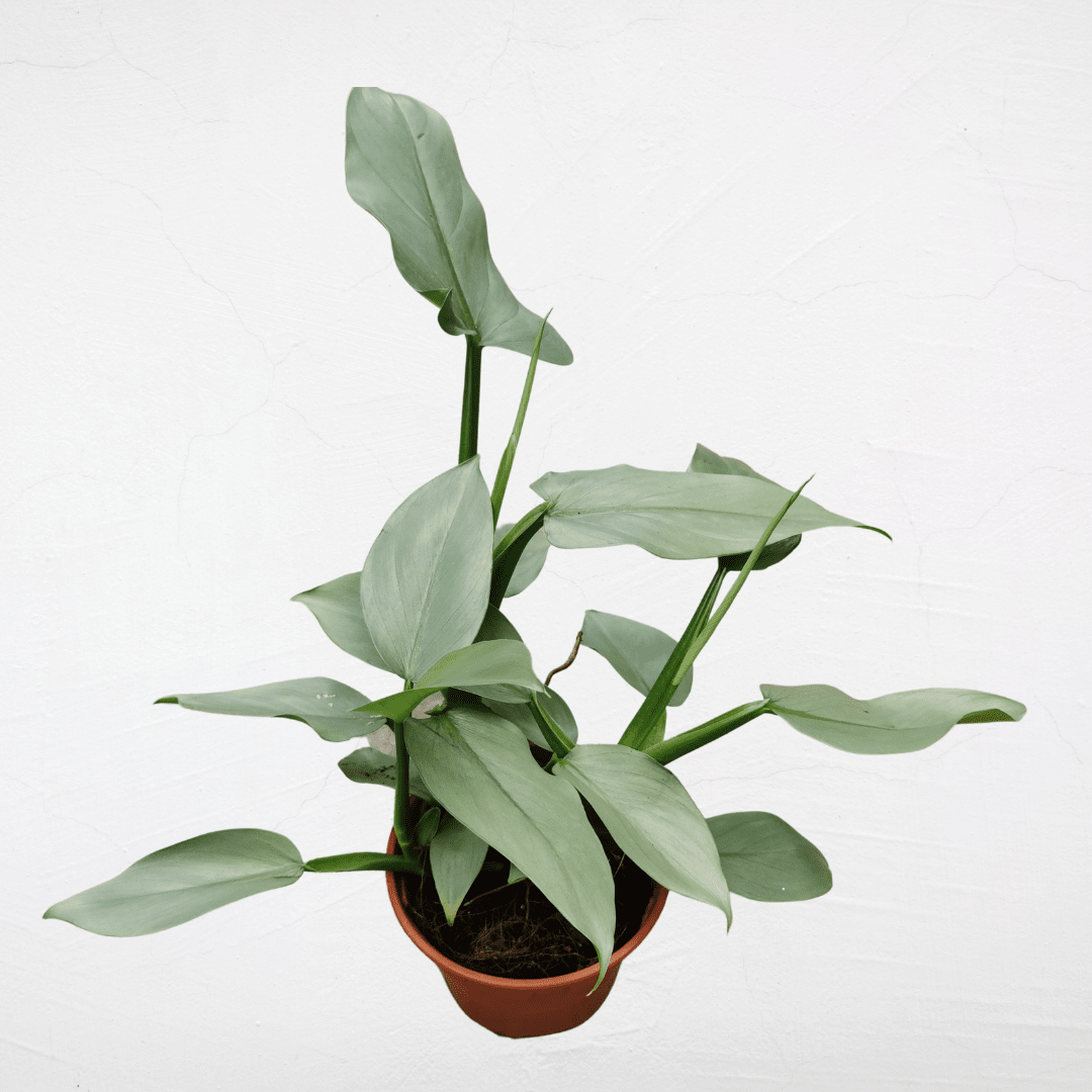 Philodendron Hastatum (P150)