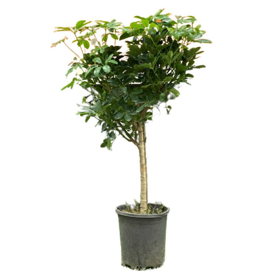 Schefflera Lolipop (4FT)