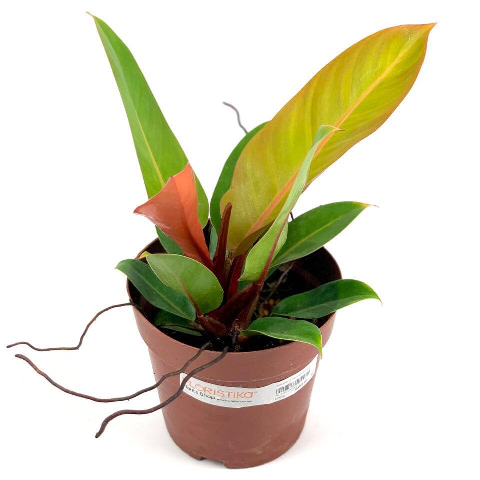 Philodendron Orange Congo