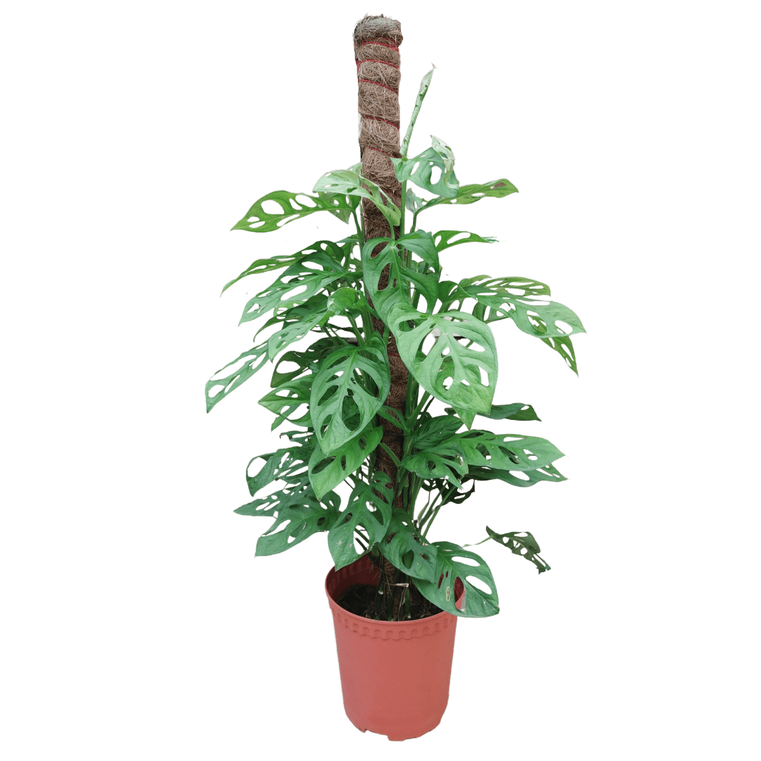 Pot Monstera Obliqua 1M - Green