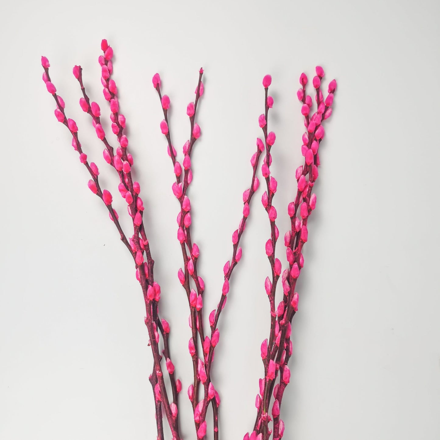 [Clearance] Pussy Willow 6Ft (Imported) - Sweet Pink (10 Stalks)