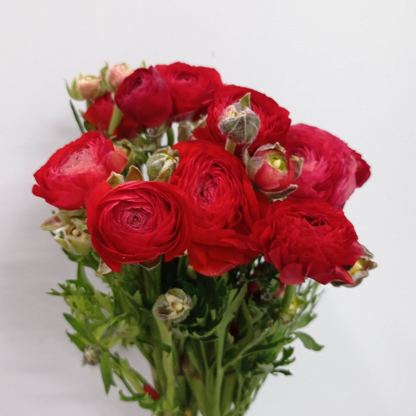 Ranunculus - Red