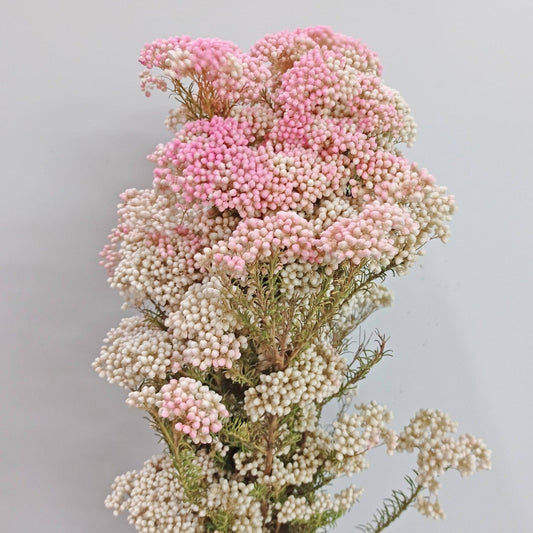 Rice Flower   - Pink