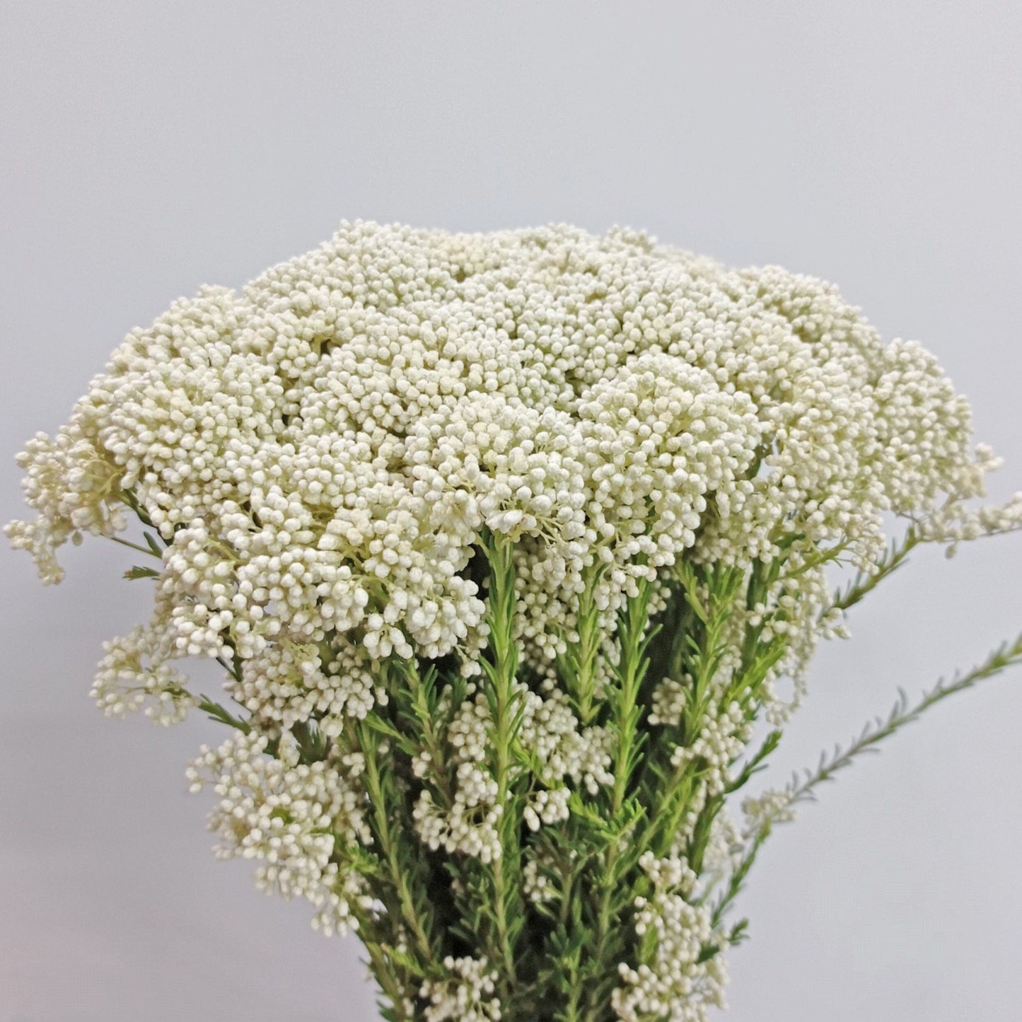 Rice Flower   - White