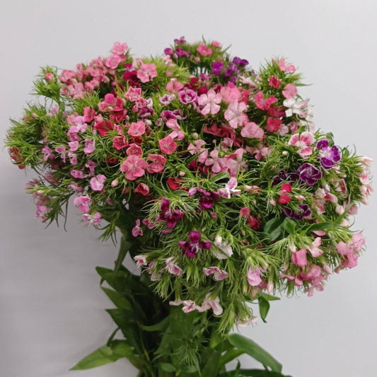 Sweet William - Pink