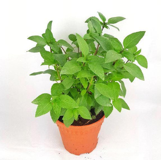 Pot Thai Basil  - Green