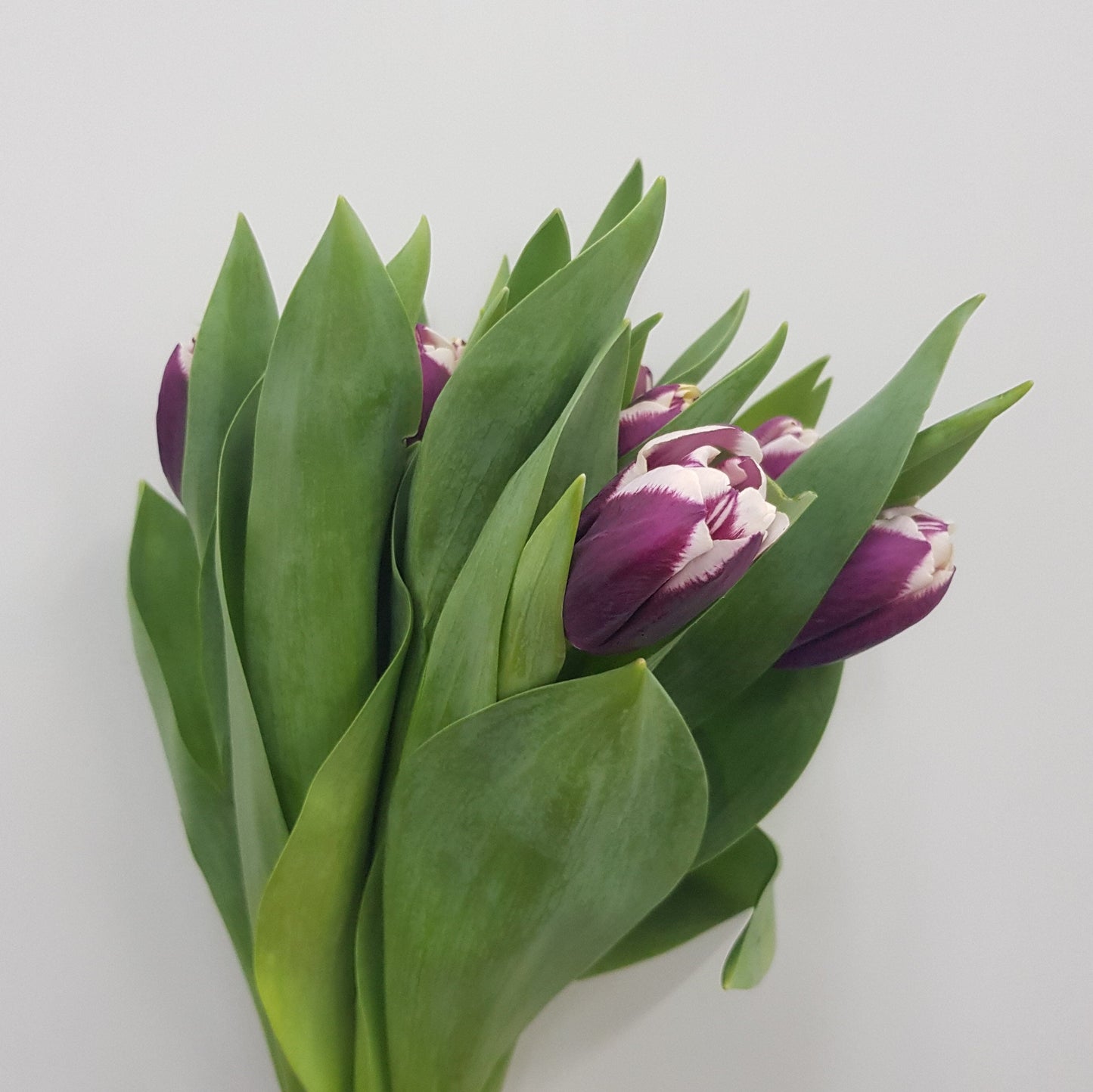 Tulip - 2 Tone Purple White