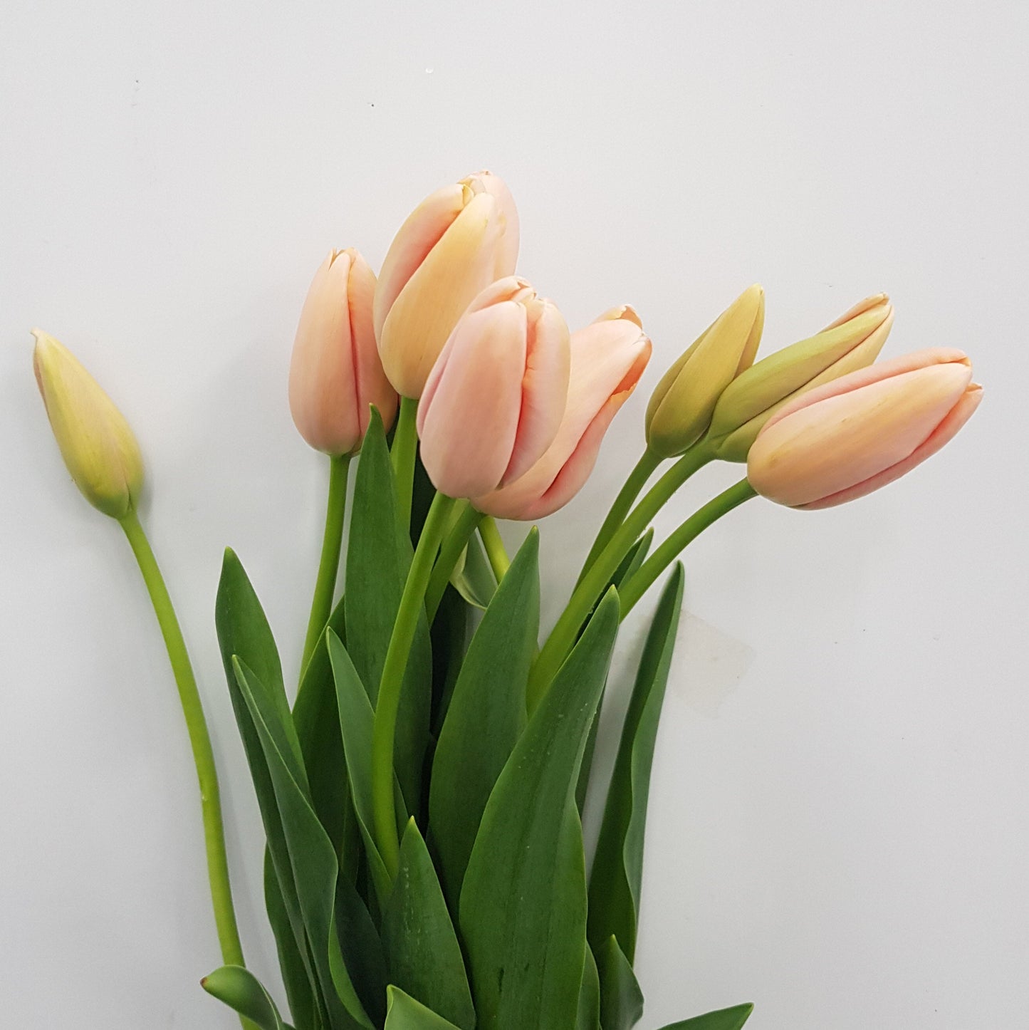 Tulip French Menton - Salmon (5 Stems)