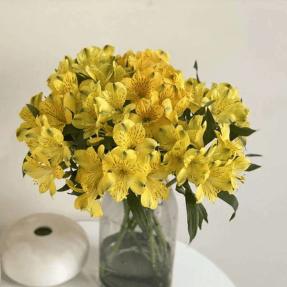 Alstroemeria - Yellow