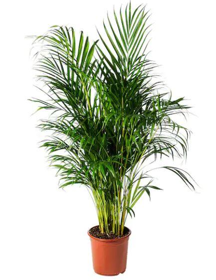 Yellow Palm 100cm